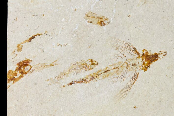 Cretaceous Fossil Flying Fish (Exocoetoides) - Lebanon #162772
